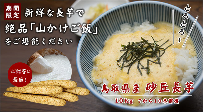鳥取県産 砂丘長芋