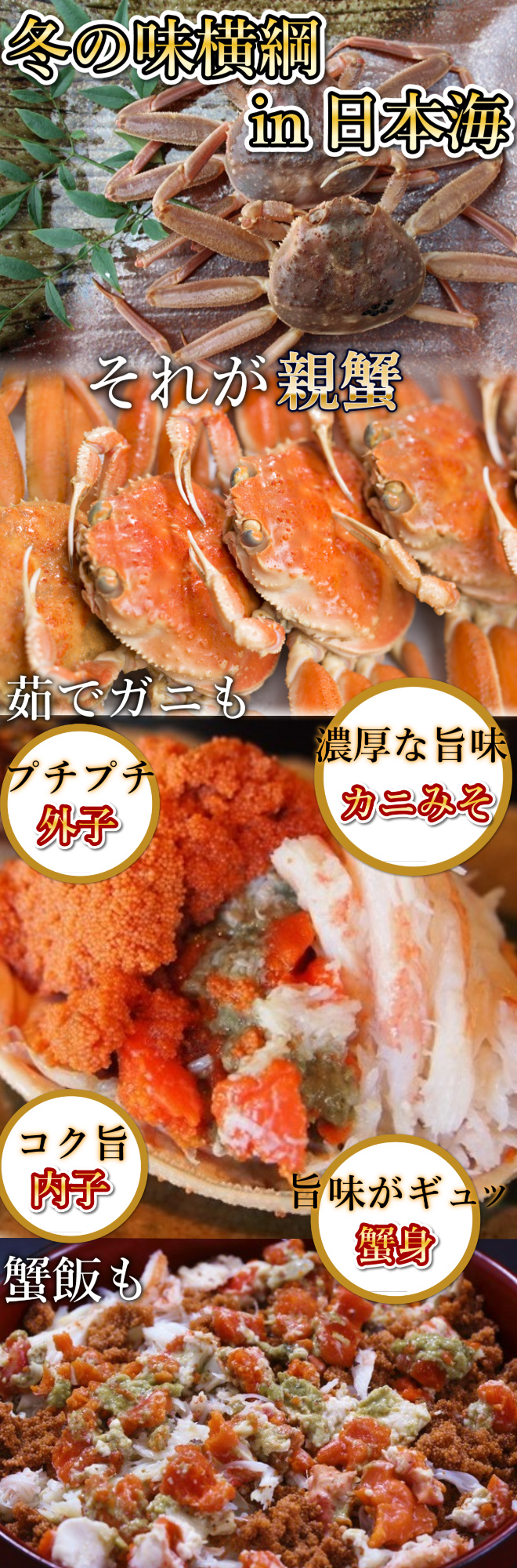 鳥取境港朝獲れ活生セコガニ ご贈答用通販 送料無料 ご当地グルメ 特産品 名産 お取り寄せ 産地直送 クール便 鳥取境港朝獲れ活生セコガニ ご贈答用通販 送料無料 ご当地グルメ 特産品 名産 お取り寄せ 産地直送 クール便