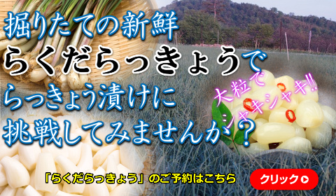 鳥取 らっきょう ラッキョウ 国産 産地直送 産直 野菜 やさい お取り寄せ グルメ プレゼント ギフト 旬 お中元 とれとれ十八番 通販