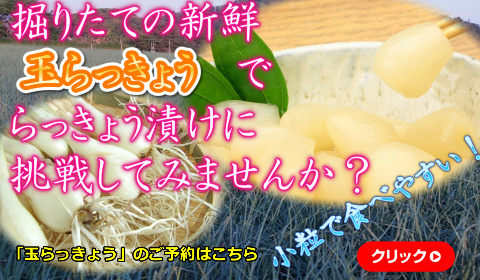 鳥取 らっきょう ラッキョウ 国産 産地直送 産直 野菜 やさい お取り寄せ グルメ プレゼント ギフト 旬 お中元 とれとれ十八番 通販